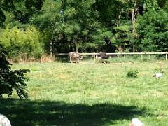 101PARC AUX OISEAUX DANS L AIN 2016 1_000049